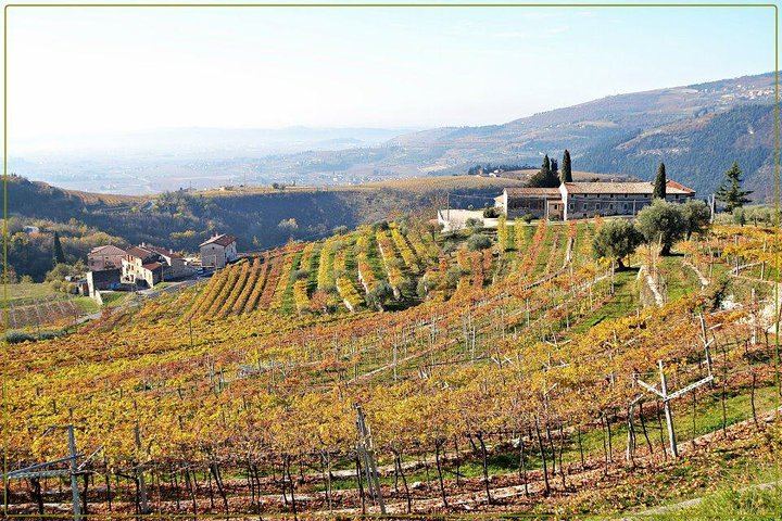 Valpolicella Family Winery Visit with the Winemaker: Drying Room and 17th-Century Cellar (5/12)