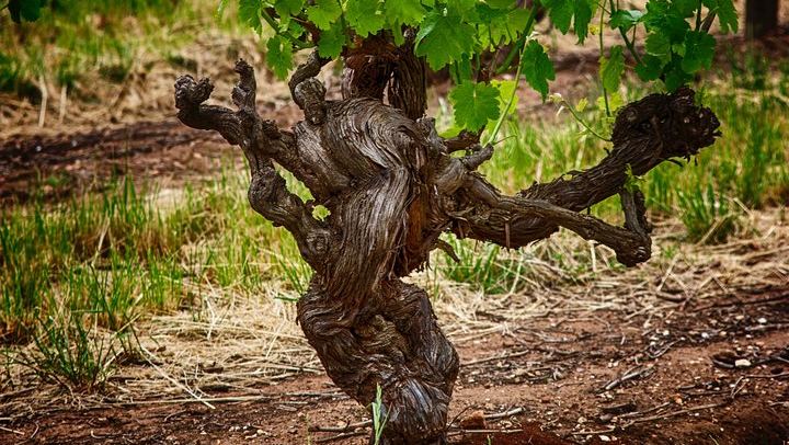 Barossa Valley Voyager Small Group Tour, Maximum 8 Guests, from Adelaide (4/9)