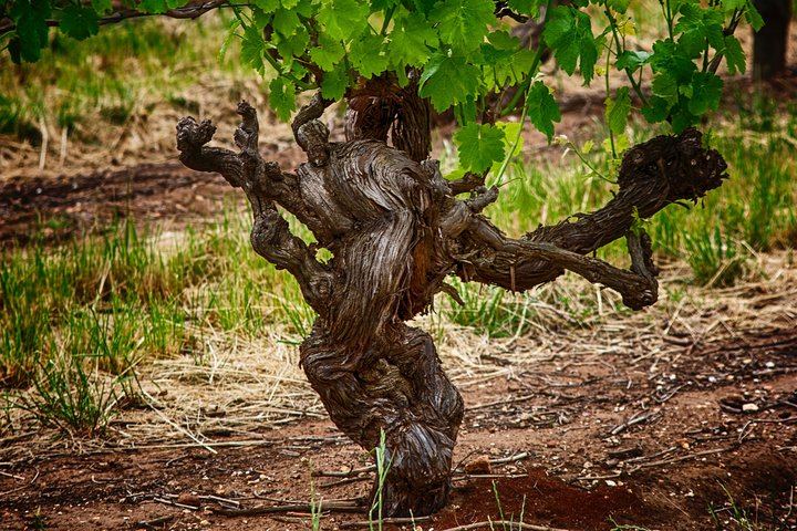 Barossa Valley Voyager Small Group Tour, Maximum 8 Guests, from Adelaide (4/9)