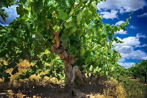 Barossa Valley Voyager Small Group Tour, Maximum 8 Guests, from Adelaide