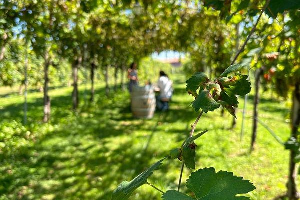 Private Prosecco Road Tour for 2 from Conegliano Station: 3 DOCG Wineries, Food Pairings