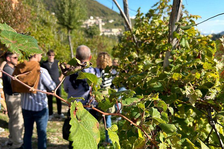 Private Prosecco Road Tour for 2 from Conegliano Station: 3 DOCG Wineries, Food Pairings (7/12)