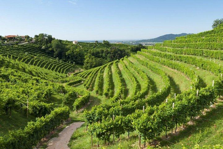 Private Prosecco Road Tour for 2 from Conegliano Station: 3 DOCG Wineries, Food Pairings (8/12)