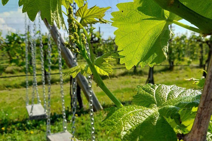 Private Prosecco Road Tour for 2 from Conegliano Station: 3 DOCG Wineries, Food Pairings (5/12)