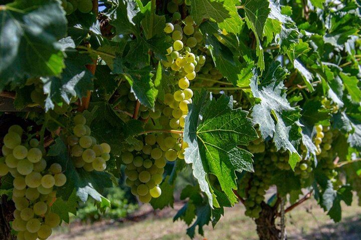 Castellinaldo Family Winery in Roero: 2-Hour Vineyard Walk and Five-Wine Tasting (9/12)