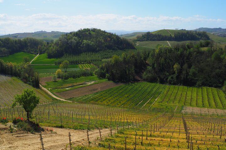 Castellinaldo Family Winery in Roero: 2-Hour Vineyard Walk and Five-Wine Tasting (12/12)