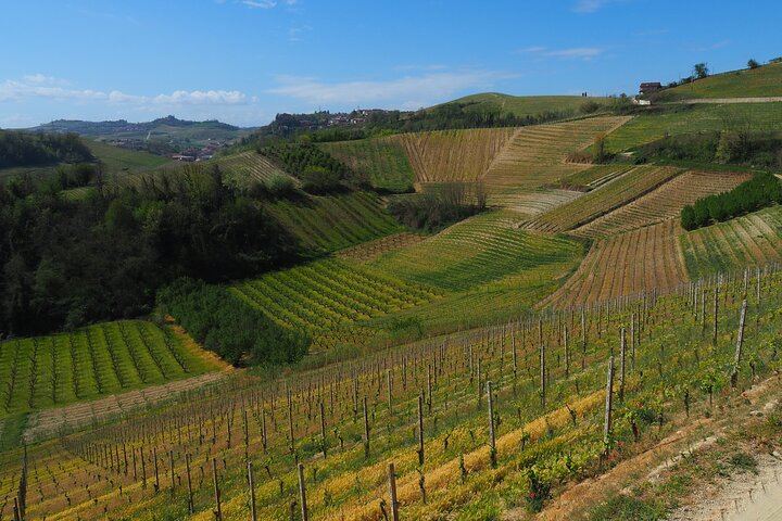 Castellinaldo Family Winery in Roero: 2-Hour Vineyard Walk and Five-Wine Tasting (11/12)
