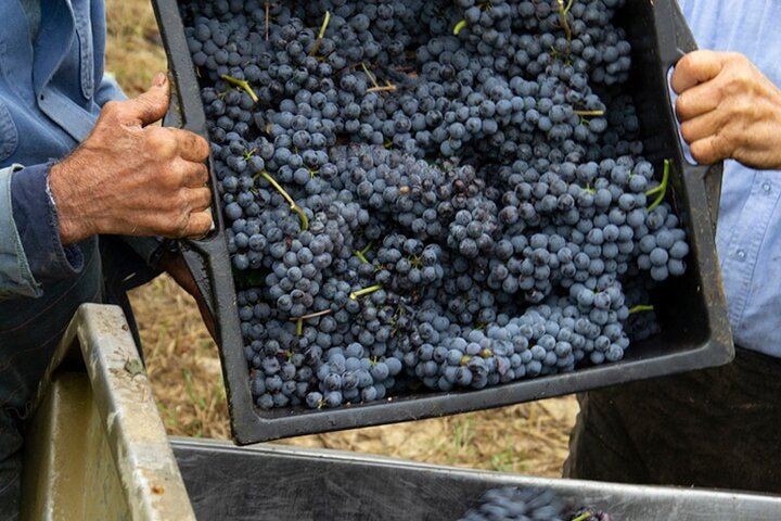 Castellinaldo Family Winery in Roero: 2-Hour Vineyard Walk and Five-Wine Tasting (6/12)