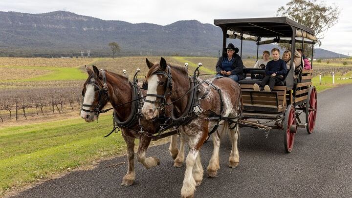 Harvest the Hunter: 3-Hour Horse and Carriage Wine Tour in Pokolbin with Three Tastings (2/5)