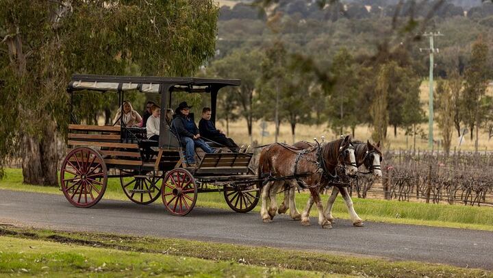 Harvest the Hunter: 3-Hour Horse and Carriage Wine Tour in Pokolbin with Three Tastings (1/5)
