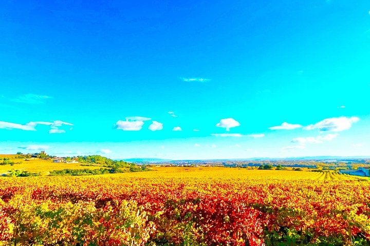 3-Hour Châteauneuf-du-Pape Wine Tour from Avignon: Two Estates, Six Wines, Two Whites (7/9)