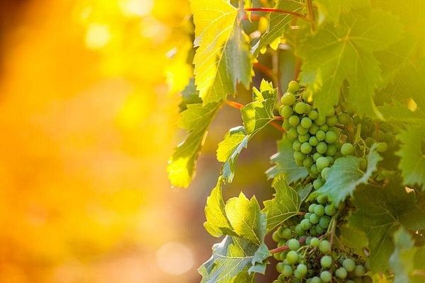 3-Hour Customizable Niagara-on-the-Lake Wine Tour with Driver and Town Stroll