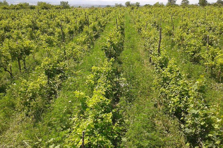 Private Organic Wine Day Trip from Tbilisi: Gvardzelashvili, Vellino and Okros Cellars (12/12)