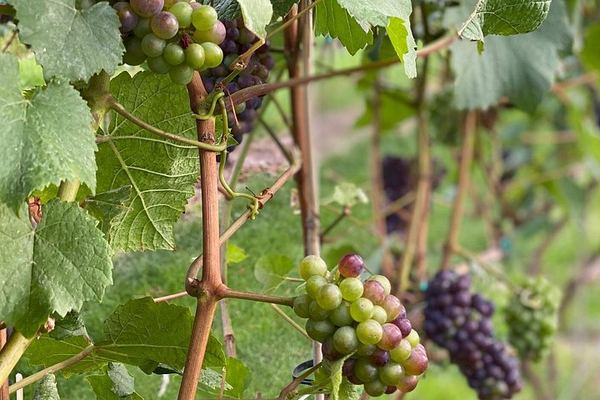 East Kelowna Bench Wineries: 4-Hour Afternoon Wine Tasting in the Okanagan Valley