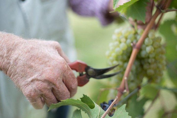 Terre di Perseto Winery in San Casciano: 4 Wines, 2 Olive Oils and Bruschetta Tasting (11/11)