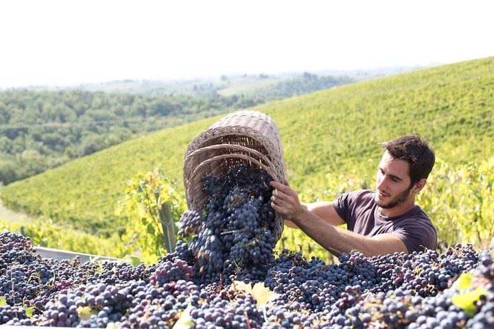 Perseto Chianti Classico Farm near San Casciano: Winery Tour and Four Wines with Crackers (10/11)