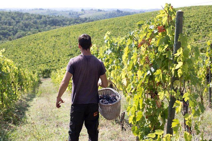 Perseto Chianti Classico Farm near San Casciano: Winery Tour and Four Wines with Crackers (8/11)