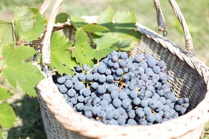 Perseto Chianti Classico Farm near San Casciano: Winery Tour and Four Wines with Crackers (9/11)