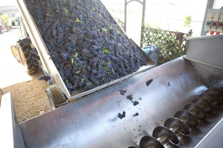 Perseto Chianti Classico Farm near San Casciano: Winery Tour and Four Wines with Crackers (11/11)