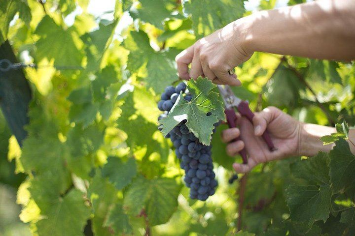 Perseto Chianti Classico Farm near San Casciano: Winery Tour and Four Wines with Crackers (7/11)