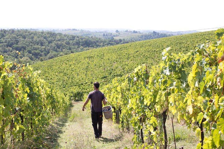 Terre di Perseto Cellar Visit and Chianti Classico Riserva Tasting with Pecorino Cheeses (8/8)