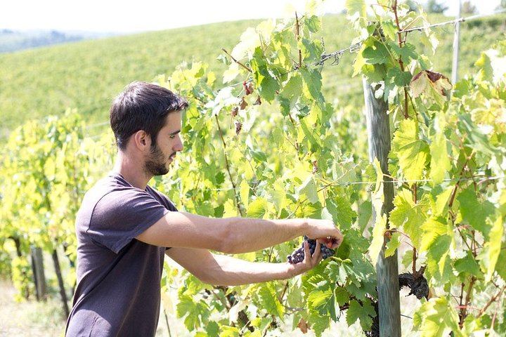 Terre di Perseto Cellar Visit and Chianti Classico Riserva Tasting with Pecorino Cheeses (7/8)