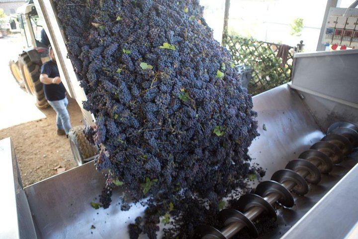 Terre di Perseto Cellar Visit and Chianti Classico Riserva Tasting with Pecorino Cheeses (6/8)