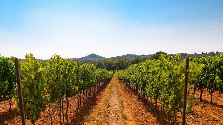 Retro Land Rover Defender Ride through Domaine de la Sanglière Vineyard with Tasting (4/10)