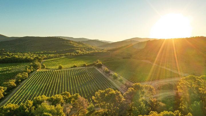 Retro Land Rover Defender Ride through Domaine de la Sanglière Vineyard with Tasting (2/10)