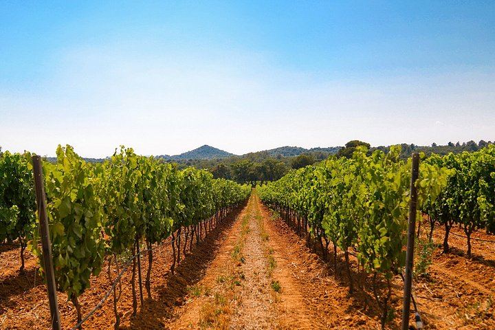 Retro Land Rover Defender Ride through Domaine de la Sanglière Vineyard with Tasting (4/10)