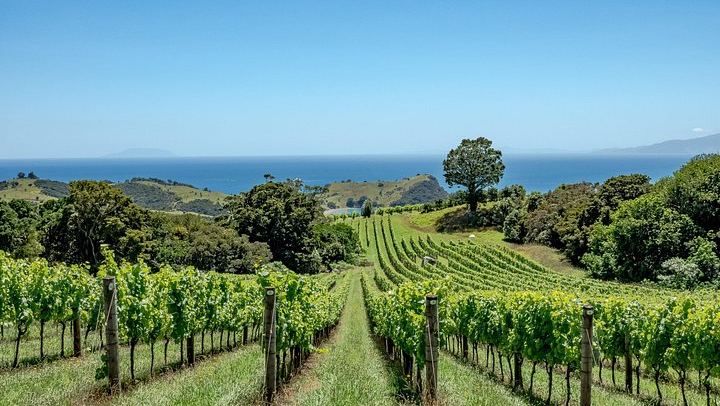 Far End of Waiheke Wine Tour in Electric Vans: Man O' War, Gin and Private Guide (3/9)