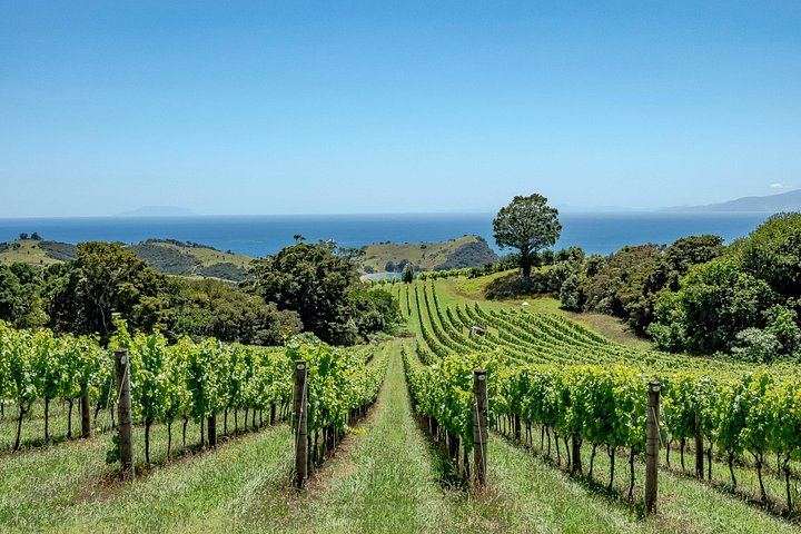Private Waiheke Wine Tour with Kiwi Connect: Up to 12 Tastings, 3 Vineyards (5/11)