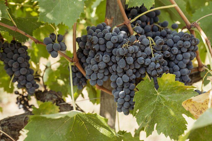 Vernaccia and Chianti Colli Senesi: Vineyard and Cellar Visit, Five Wines (5/5)