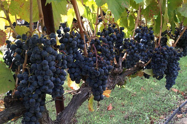 6-Hour Private SUV Wine Tour of Napa or Sonoma Valley with a Chauffeur (4/12)