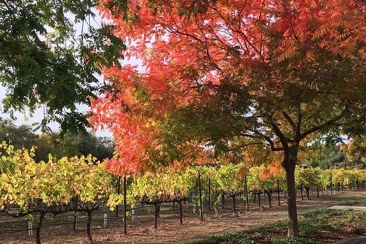 6-Hour Private SUV Wine Tour of Napa or Sonoma Valley with a Chauffeur (2/12)