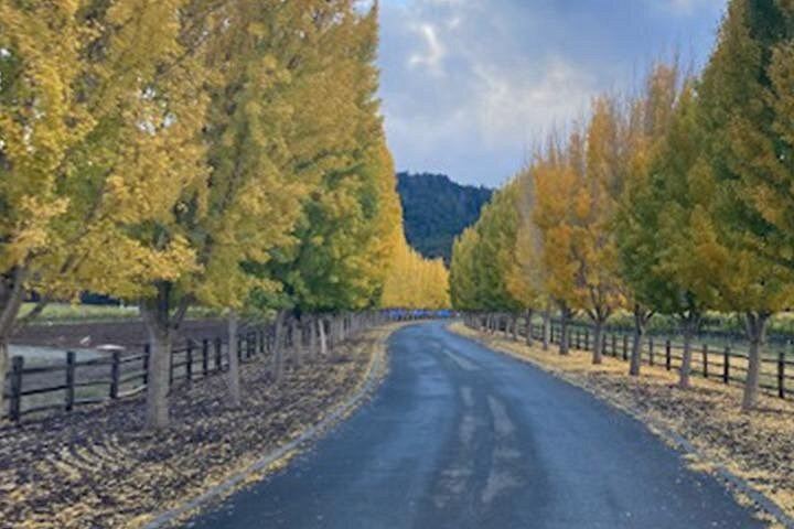 6-Hour Private SUV Wine Tour of Napa or Sonoma Valley with a Chauffeur (9/12)