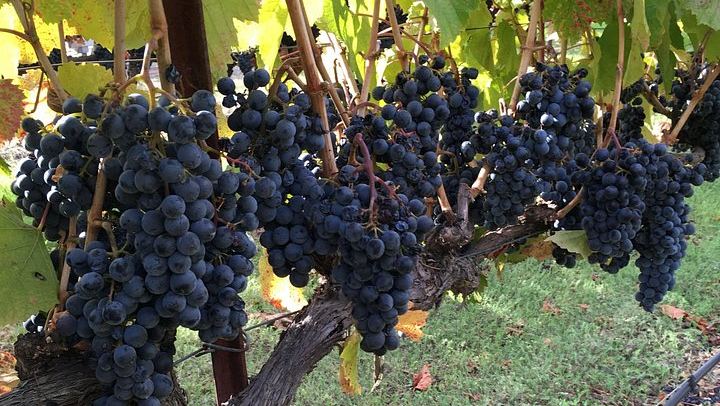 6-Hour Private SUV Wine Tour of Napa or Sonoma Valley with a Chauffeur (4/12)