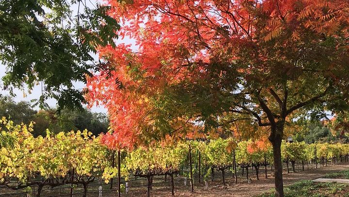 6-Hour Private SUV Wine Tour of Napa or Sonoma Valley with a Chauffeur (2/12)