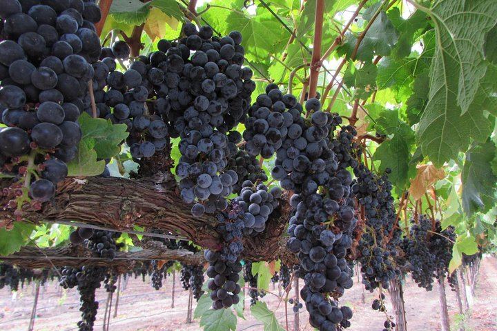 Private 6-Hour Napa and Sonoma Wine Tour for up to 7, Lesser-Known Wineries (7/12)