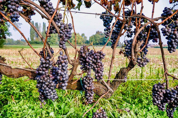 Private 6-Hour Luxury SUV Wine Tour in Napa or Sonoma Valley, Driver Included (3/5)