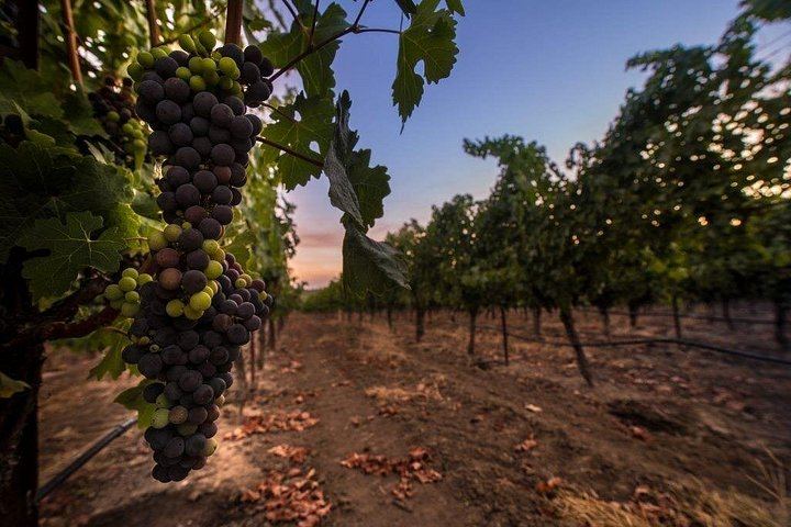 Private 6-Hour Luxury SUV Wine Tour in Napa or Sonoma Valley, Driver Included (5/5)