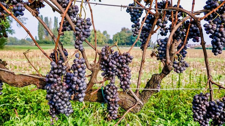 Private 6-Hour Luxury SUV Wine Tour in Napa or Sonoma Valley, Driver Included (3/5)