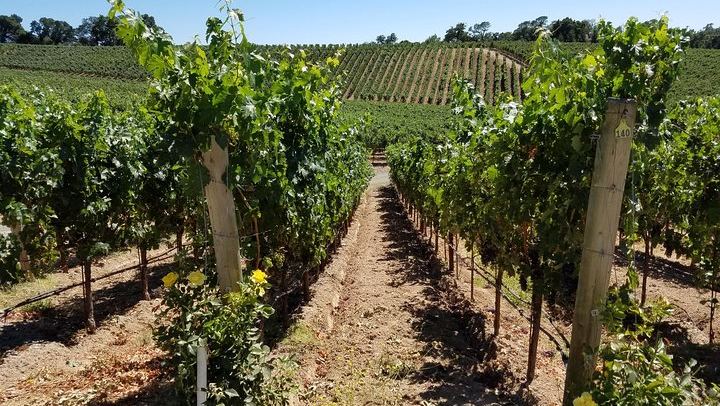 Private 6-Hour Wine Country Tour by Sedan, SUV or Limo with Chauffeur (2/8)