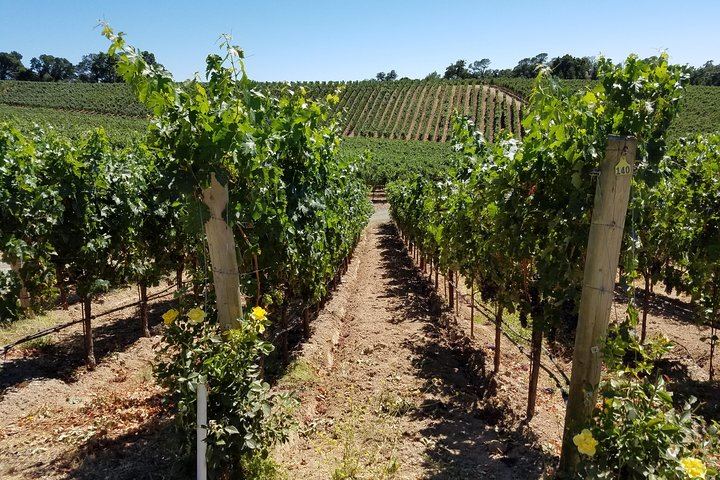 Private 6-Hour Wine Country Tour by Sedan, SUV or Limo with Chauffeur (2/8)