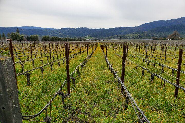 Private 6-Hour Sparkling Wine Tour of Napa Valley in a Luxury Sedan (3/7)