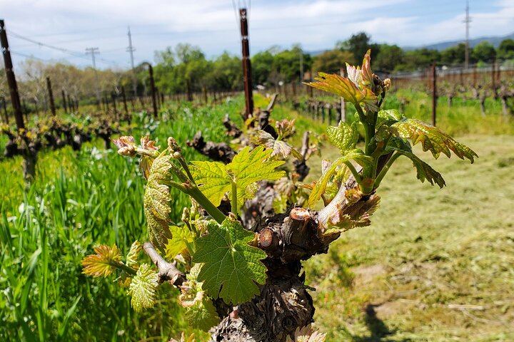 Private 6-Hour Sparkling Wine Tour of Napa Valley in a Luxury Sedan (6/7)