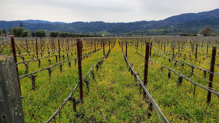 Private 6-Hour Sparkling Wine Tour of Napa Valley in a Luxury Sedan (3/7)