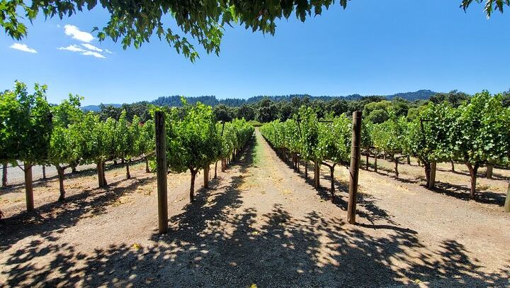 Private 6-Hour Sparkling Wine Tour of Napa Valley in a Luxury Sedan (4/7)