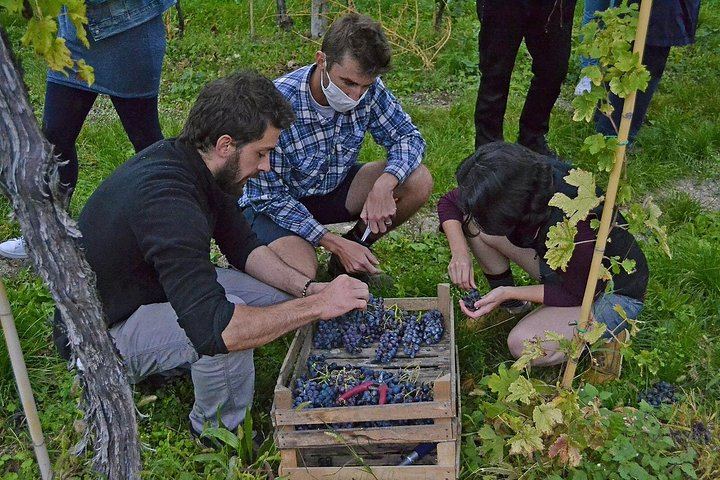 Valpolicella Classica Winery Tasting in Negrar: Hand-Tended Vineyards and Cellar Tour (6/10)