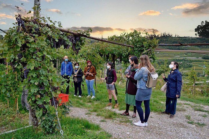 Valpolicella Classica Winery Tasting in Negrar: Hand-Tended Vineyards and Cellar Tour (5/10)